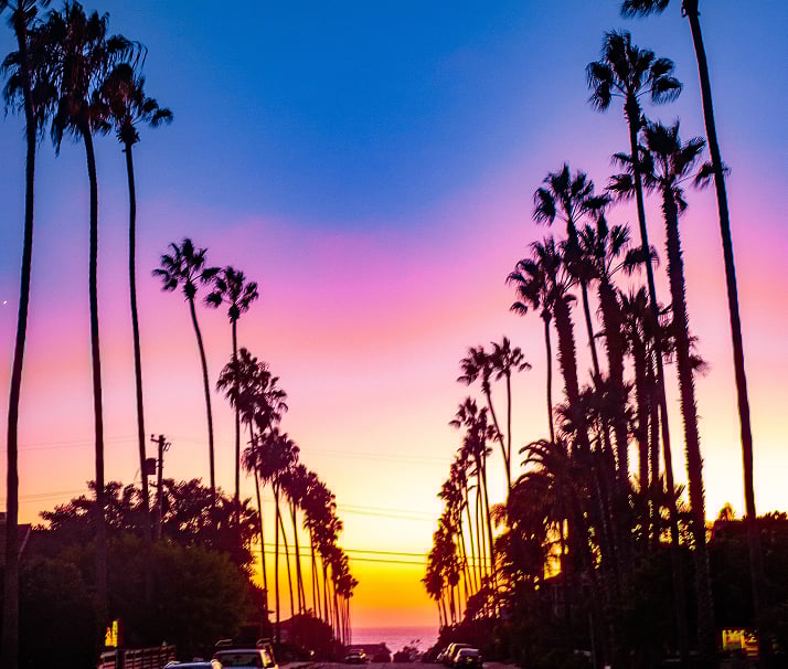 Palm Trees